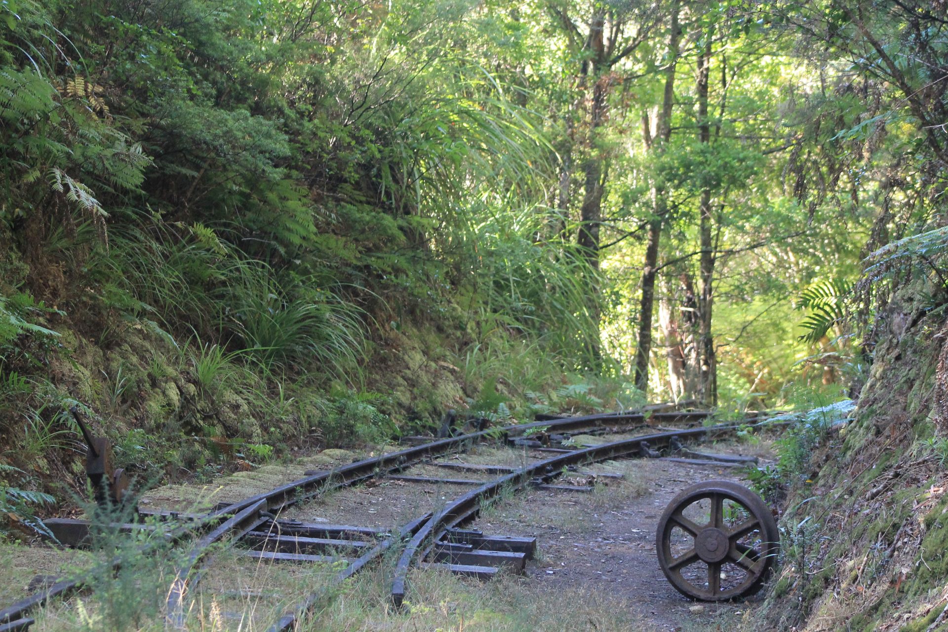 Hiking Waiorongomai, Kaimai range