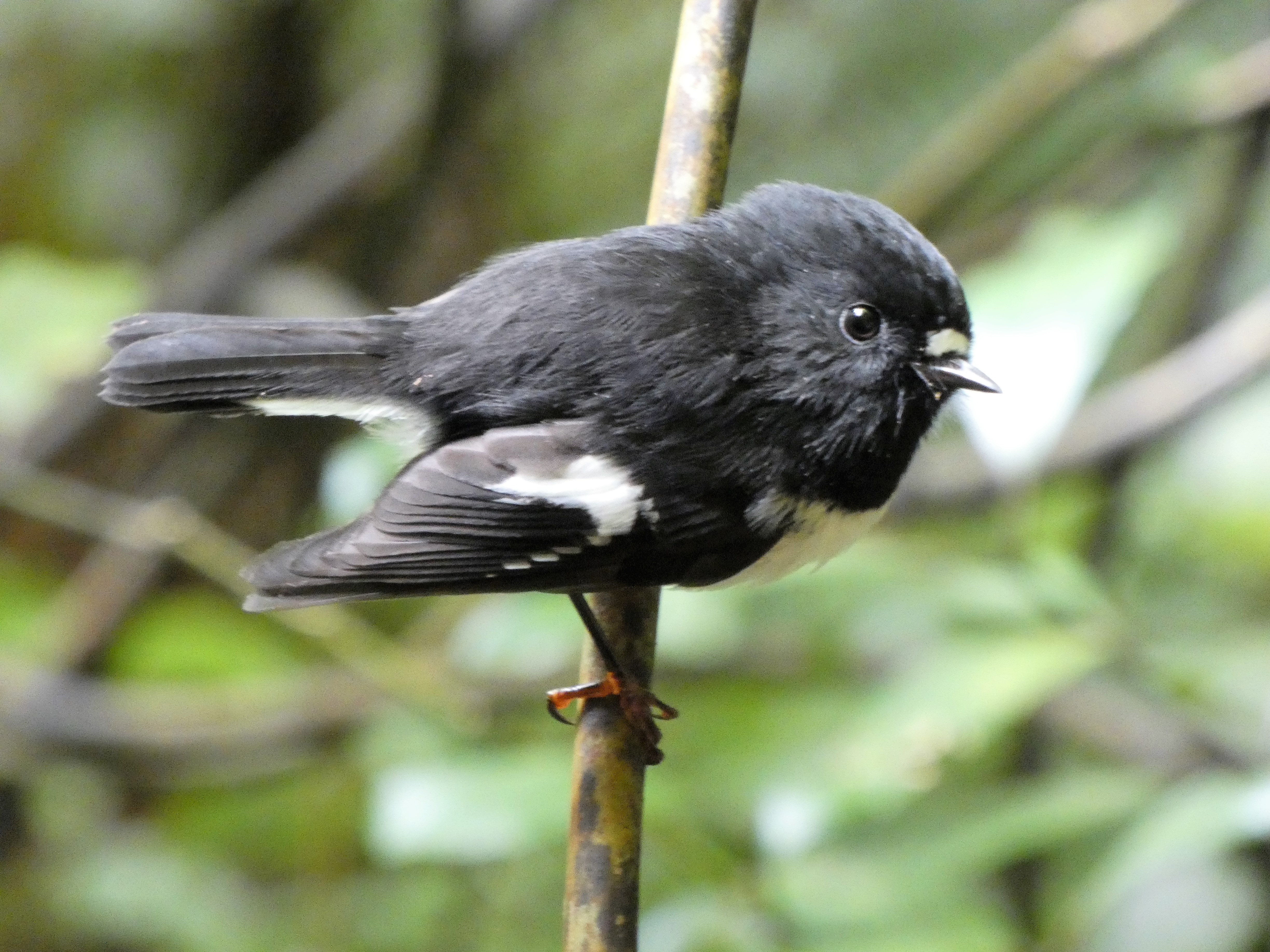 Tomtit, Hiking Waitawheta to Te Aroha, Kaimai's