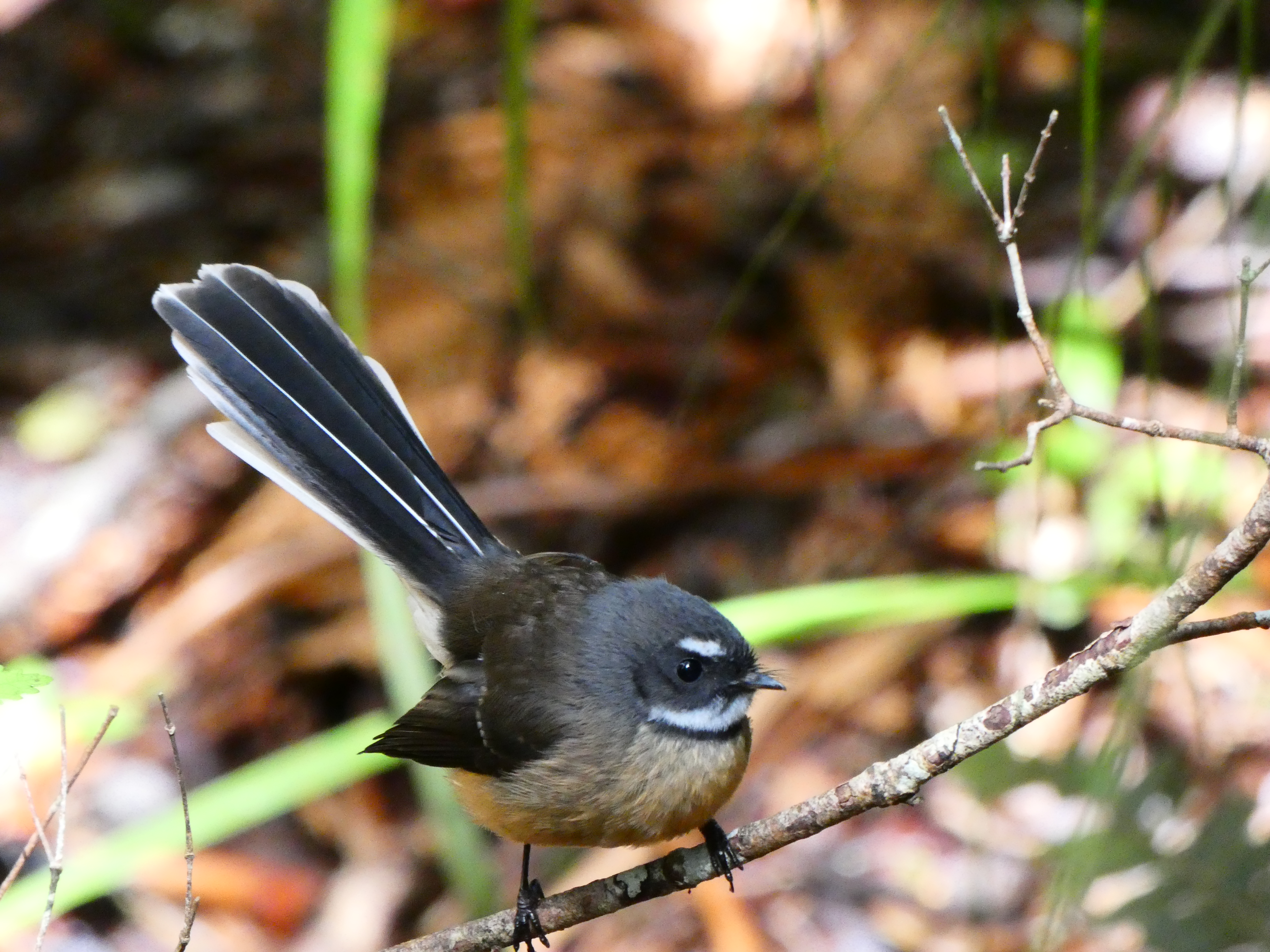 Hiking Waitawheta, Fantail, Kaimai range