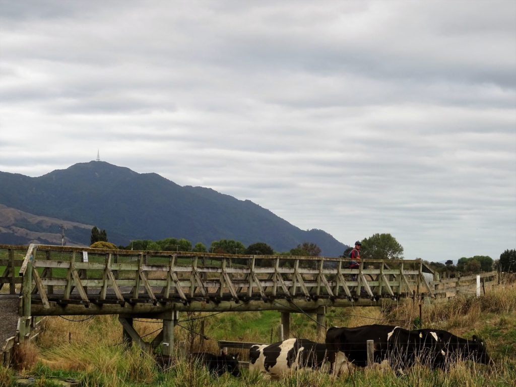 Biking Hauraki rail trail, Paeroa to Te Aroha